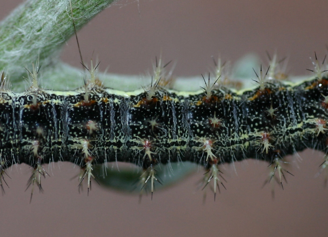 distelvlinder C_.jpg